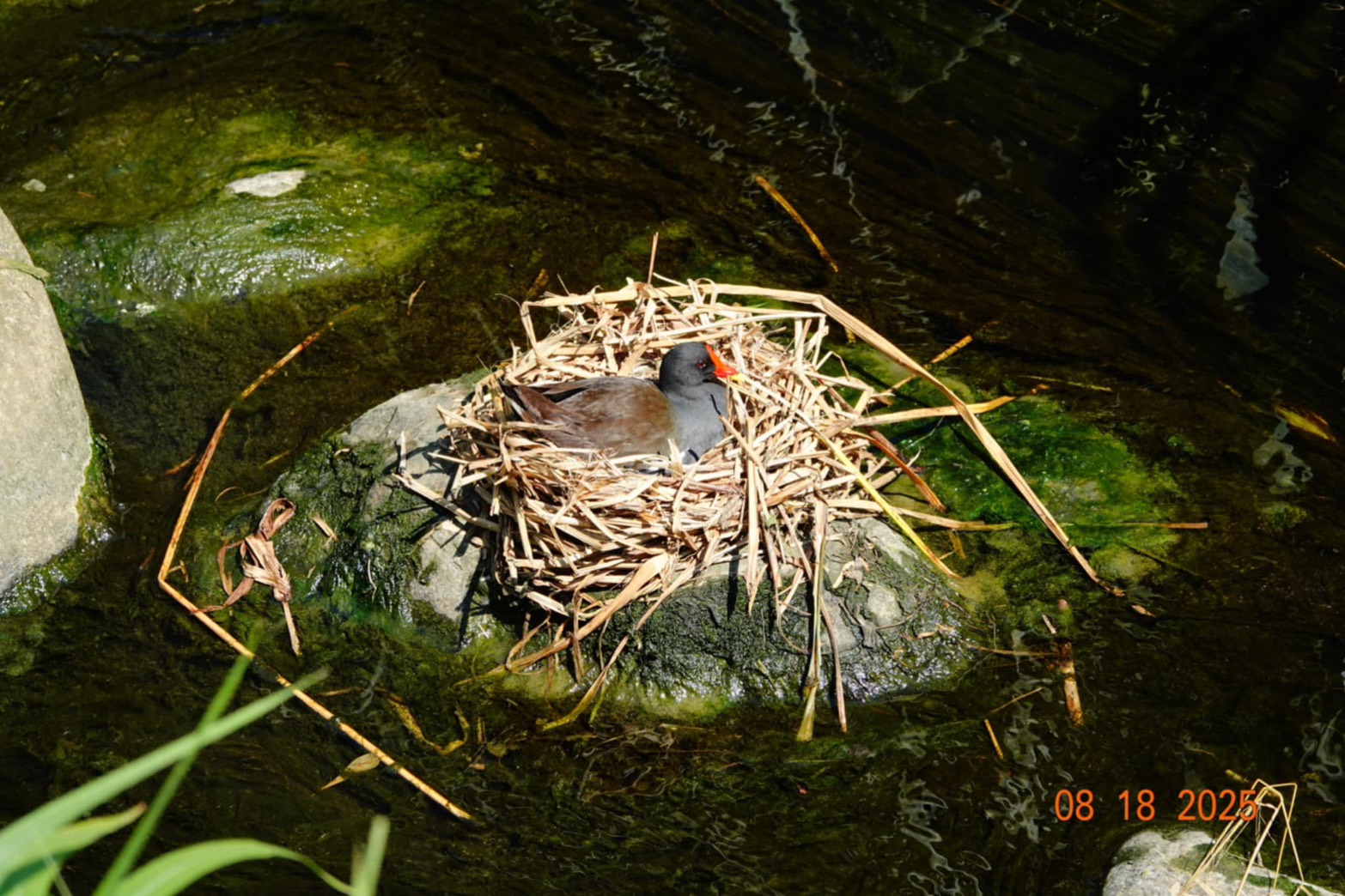  水環境巡守隊在藤寮坑溝巡查,驚喜發現一隻紅冠水雞正在溪畔築巢下蛋
